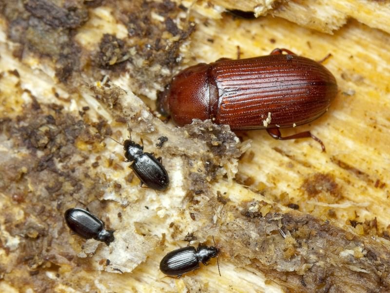 Uloma rufa (Piller & Mitterpacher, 1783)
